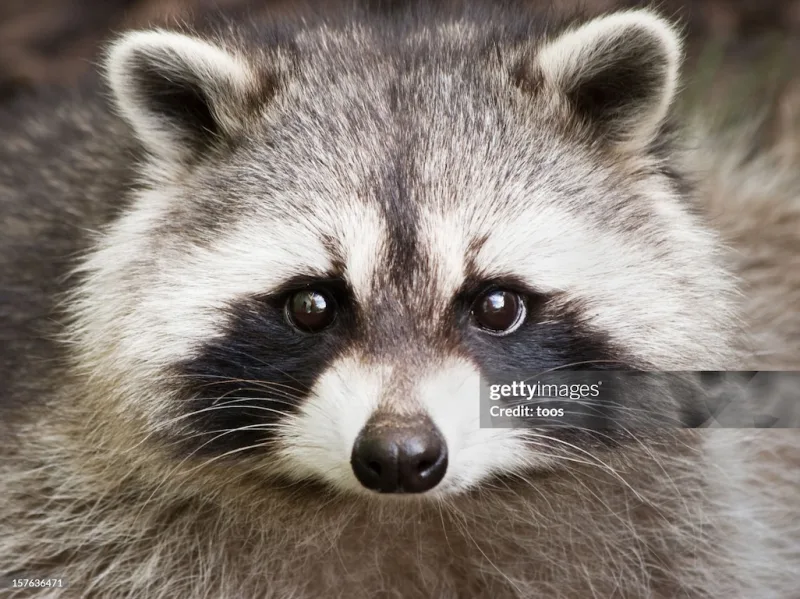 Close-up of a raccoon face
